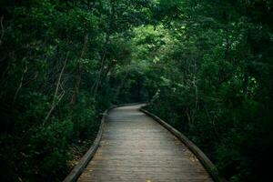 tranquilo camino mediante lozano verde bosque foto