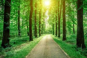 tranquilo iluminado por el sol bosque camino foto