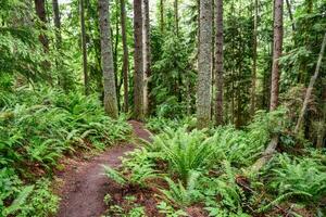 Tranquil Hike Through Lush Rainforest Scenery. photo