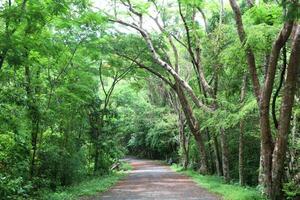 The Enchanting Journey Through Lush Rainforest Foliage photo