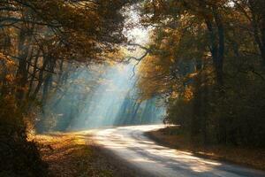 tranquilo Mañana viaje mediante un otoño bosque foto