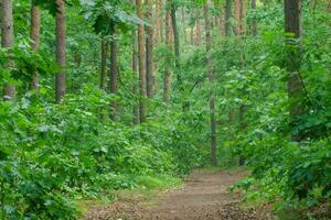Tranquil Trail Through Old-Growth Forest in Lush Green Woodland photo
