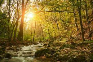 Tranquil Autumn Wilderness in Countryside - Sunlit Forest and Stream photo