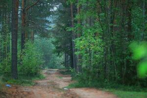 tranquilo bosque ruta en verde bosque foto