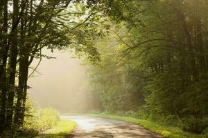 amanecer serenidad el tranquilo camino mediante el verde bosque foto