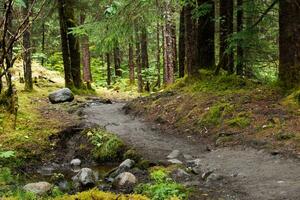 Tranquil Forest River Scene photo