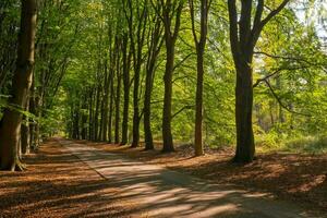 tranquilo otoño bosque camino mediante iluminado por el sol arboleda foto