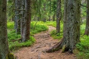 Tranquil Scene in the Woodland photo