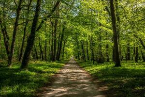 Tranquil Autumn Walkway Through Sun-Lit Forest photo