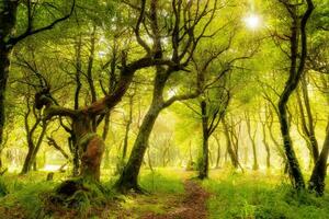 tranquilo otoño paisaje en medio de Fresco verde follaje en un bosque arboleda foto