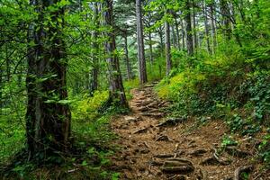 Tranquil Rainforest Lush Green Foliage in Natural Wilderness photo