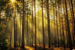 Majestic Woodland Morning Sunlit Tranquility in Green Foliage Environment photo