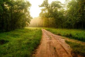 Tranquil Sunrise Through Woodland Path photo