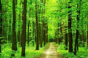 Tranquil Day in a Lush Green Forest photo