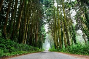 Tranquil Journey Through Green Woodland Landscape photo