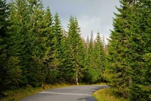 Tranquil Day in the Evergreen Forest Nature's Beauty on the Road photo