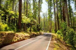 Tranquil Journey Through Autumn Woodland photo