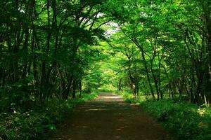 Tranquil Forest Path Amidst Lush Green Foliage photo