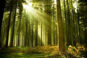 Tranquil Woodland Grove with Sunbeams and Old-Growth Trees photo