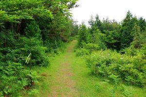 Tranquil Countryside a Lush Green Landscape of Forest, Meadow, and Woodland photo