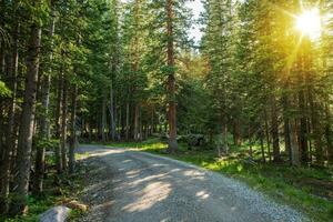 Tranquil Autumn Woodland Path with Sunbeams and Green Trees photo