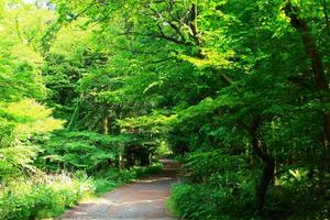 A Peaceful Walk Through Lush Woodland Foliage photo