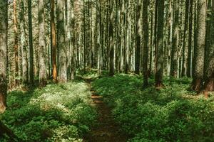 tranquilo campo arboleda en medio de viejo crecimiento bosque foto