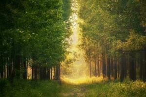 tranquilo amanecer en el bosque un pacífico otoño Mañana en de la naturaleza belleza foto