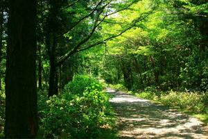 Tranquil Footpath Through Lush Forest Foliage and Scenic WoodlandTranquil woodland footpath amidst lush foliage and green trees. photo