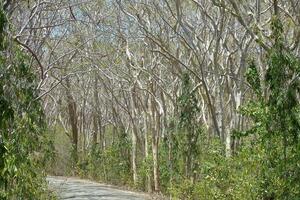 Tranquil Forest Fresh Green Foliage and Blooming Flowers in Nature photo