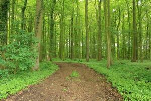 Tranquil Forest Grove with Lush Foliage and Old-Growth Trees photo