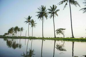 Tranquil tropical beach with palm trees and blue sea. photo