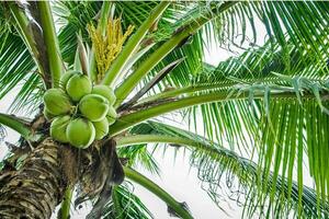 Tranquil tropical beach with palm trees and blue sea. photo