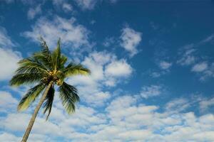 Tranquil tropical beach with palm trees and blue sea. photo