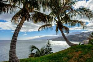 Tranquil tropical beach with palm trees and blue sea. photo