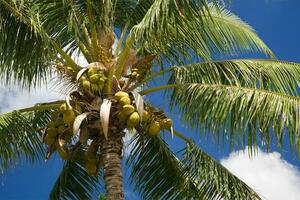 Tranquil tropical beach with palm trees and blue sea. photo