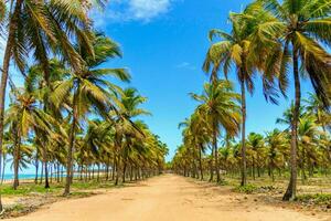 Tranquil tropical beach with palm trees and blue sea. photo