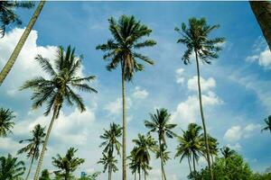 Tranquil tropical beach with palm trees and blue sea. photo