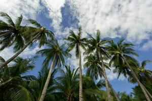 Tranquil tropical beach with palm trees and blue sea. photo