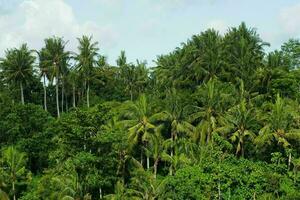 Tranquil tropical beach with palm trees and blue sea. photo