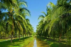 Tranquil tropical beach with palm trees and blue sea. photo