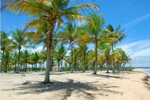 Tranquil tropical beach with palm trees and blue sea. photo