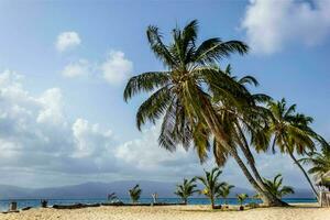 Tranquil tropical beach with palm trees and blue sea. photo