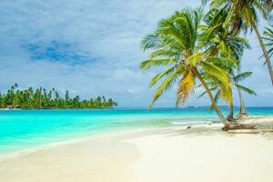 Tranquil tropical beach with palm trees and blue sea. photo