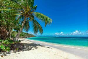 Tranquil tropical beach with palm trees and blue sea. photo