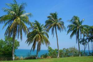 Tranquil tropical beach with palm trees and blue sea. photo