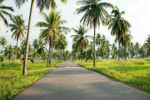 Tranquil tropical beach with palm trees and blue sea. photo