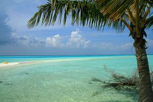 Tranquil tropical beach with palm trees and blue sea. photo