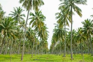 Tranquil tropical beach with palm trees and blue sea. photo