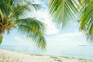 Tranquil tropical beach with palm trees and blue sea. photo